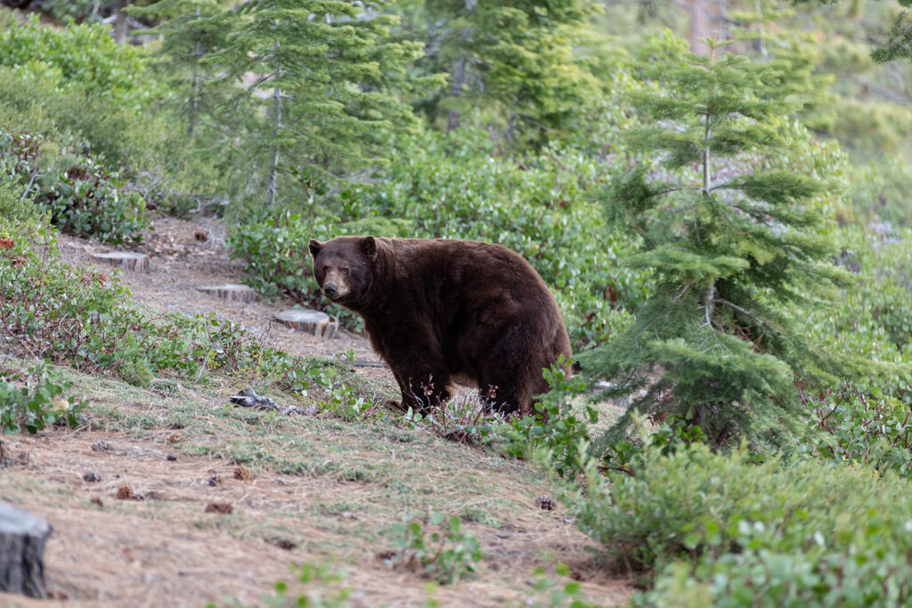 a cute bear sighting in Lake Tahoe